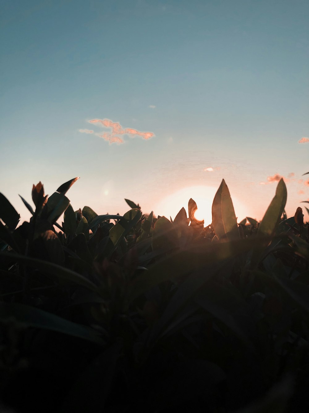 silhouette of plants under blue sky during daytime