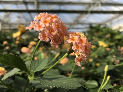 A cluster of soft pink and orange lantana flowers blooms vibrantly in a greenhouse setting. The background is filled with a blur of green foliage, suggesting a lush environment within a glass structure.