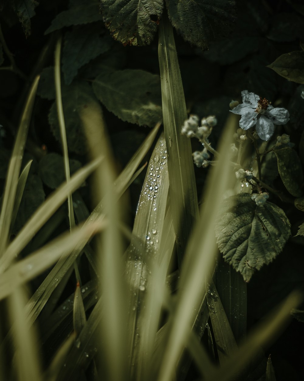 blue flower on green grass