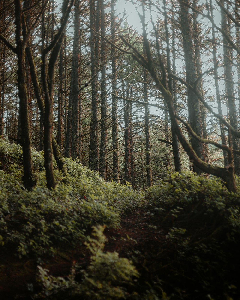 erba verde e alberi durante il giorno