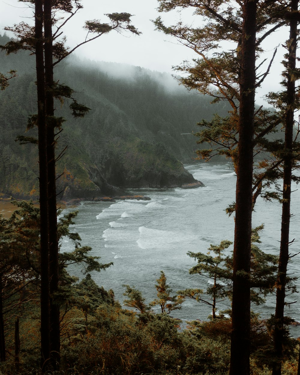 green trees near body of water during daytime