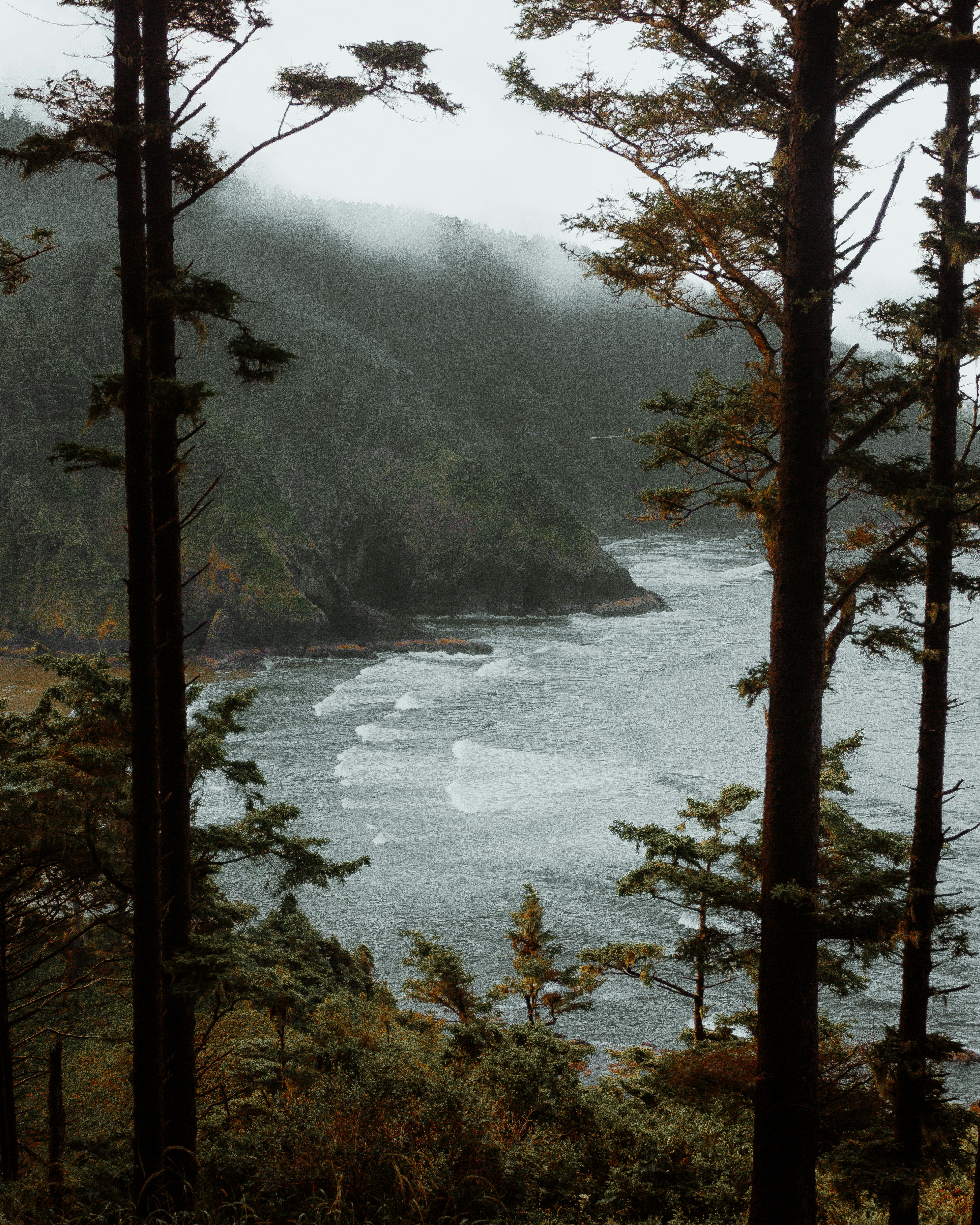 green trees near body of water during daytime