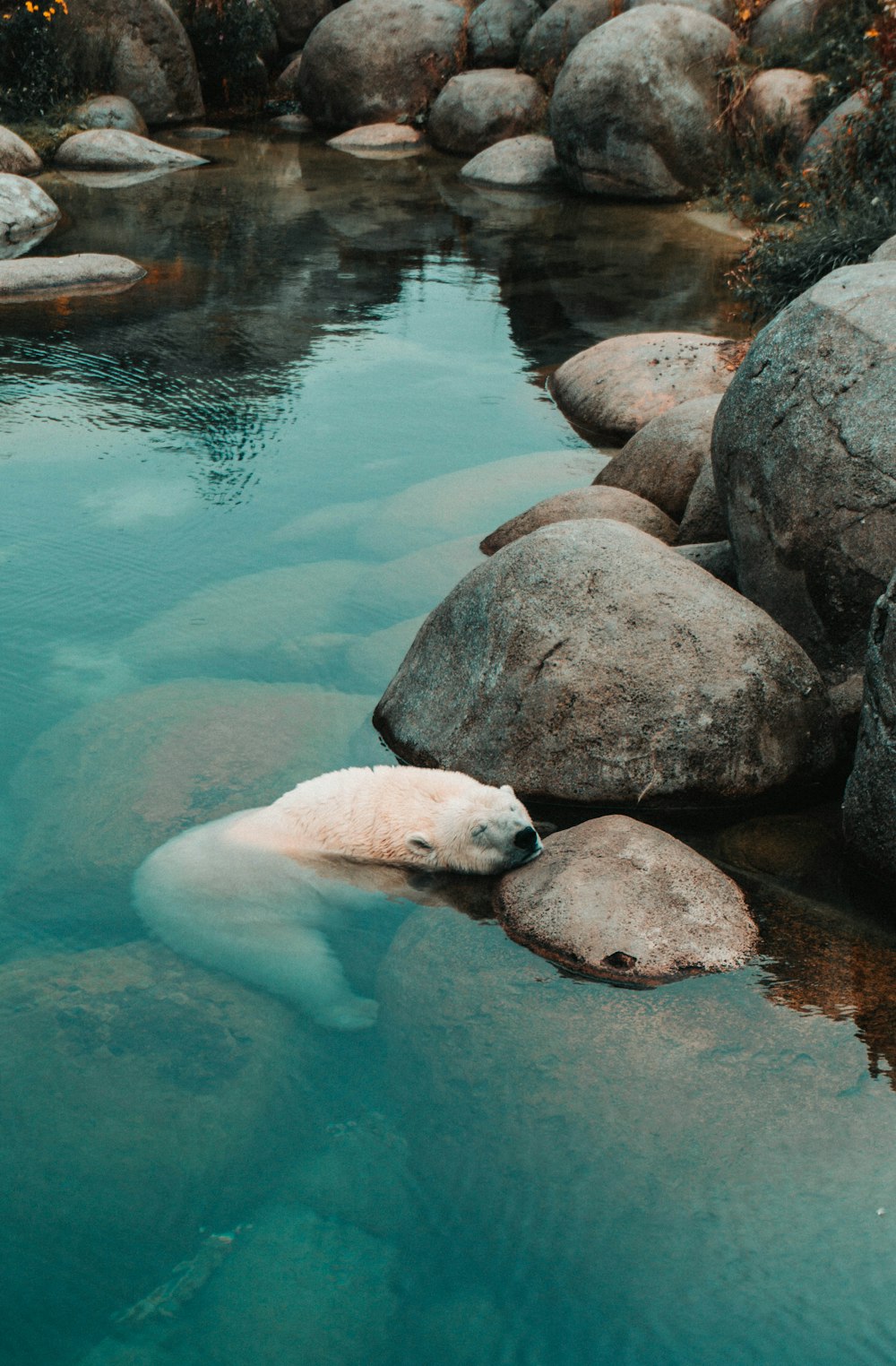 polar bear on body of water
