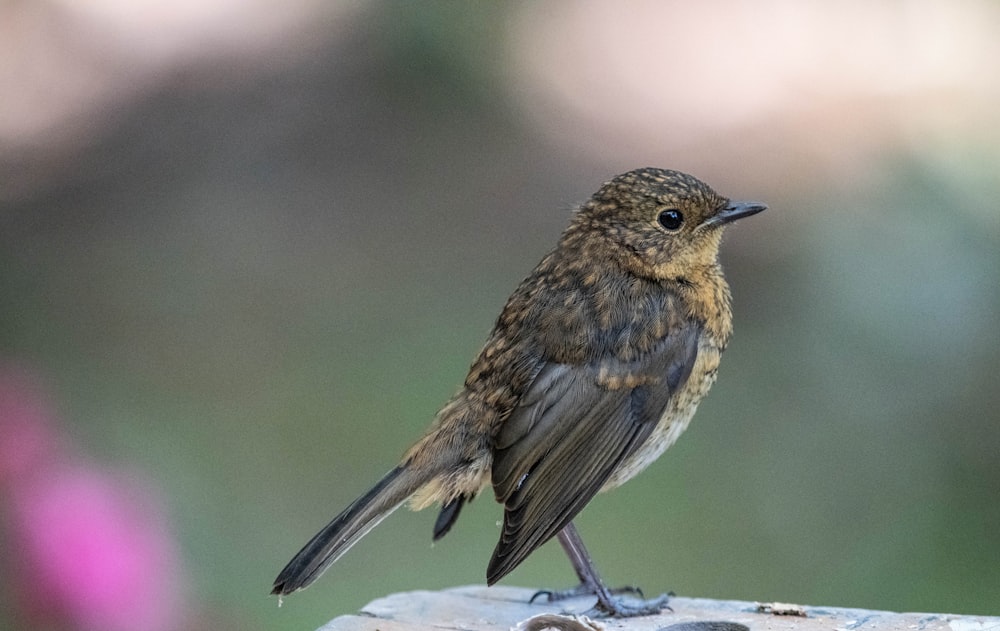 brown and black bird on white textile