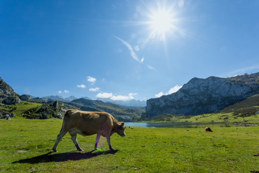 vaca marrom no campo verde da grama durante o dia