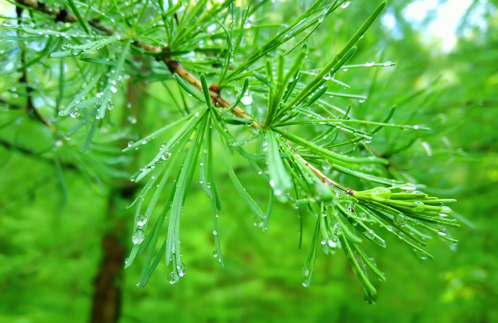 gotas de agua en una planta verde