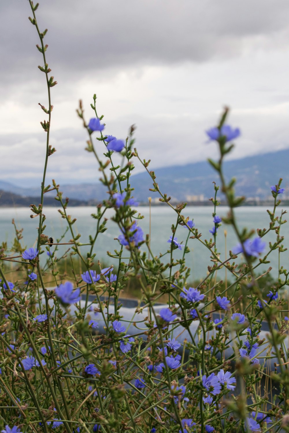 purple flowers on green grass field near body of water during daytime