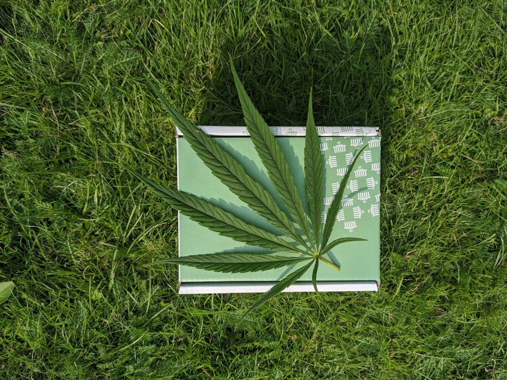 Weißes und grünes Buch über grünes Gras
