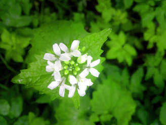 Close-up of a delicate boutonniere crafted with greenery and small white flowers.