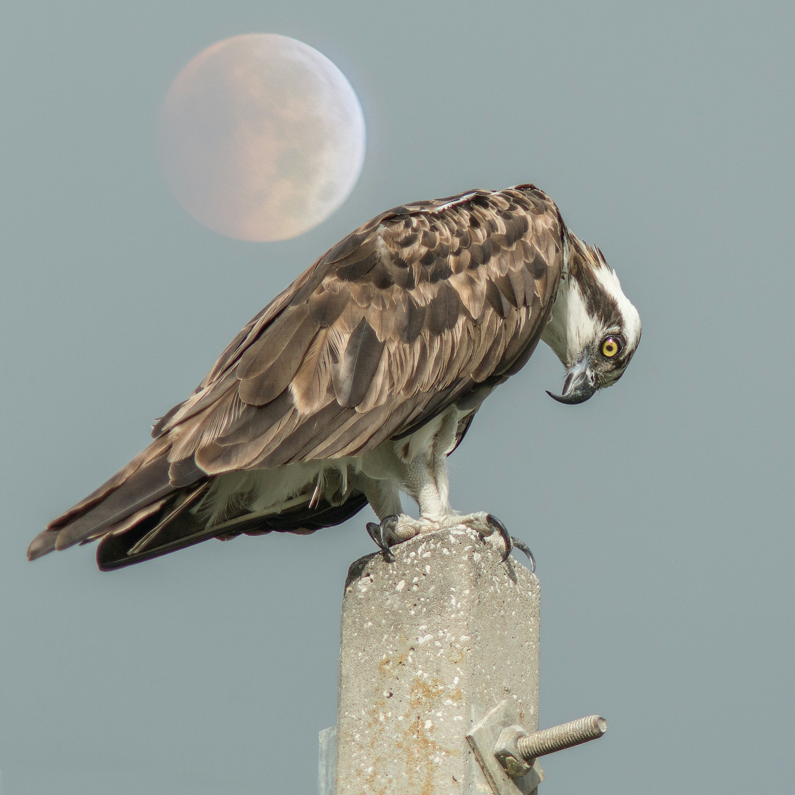 oiseau brun et blanc sur poteau en béton blanc pendant la journée