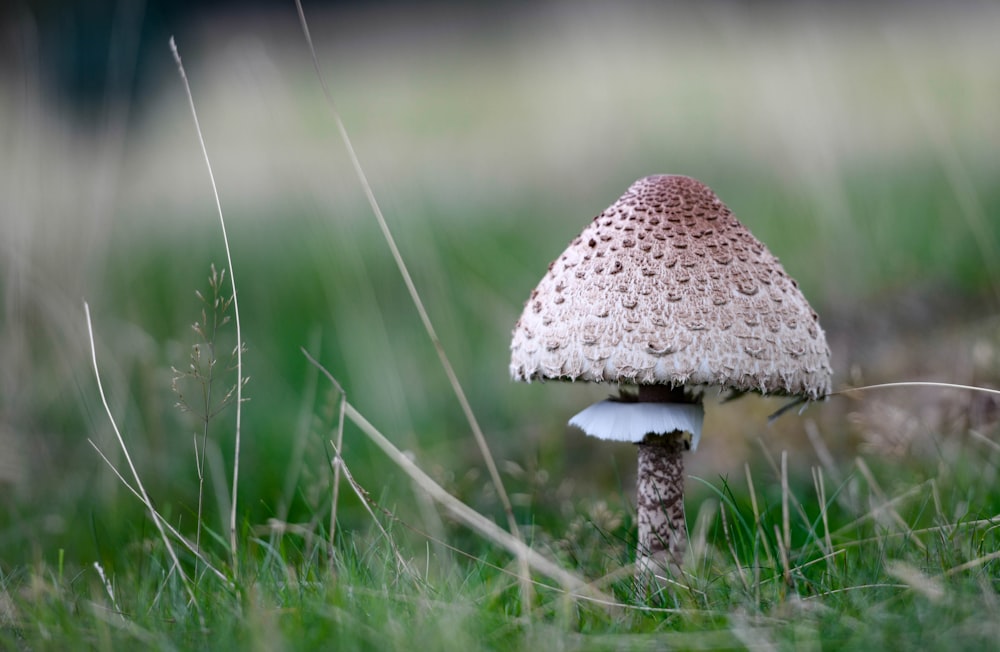 brown and white mushroom in green grass field