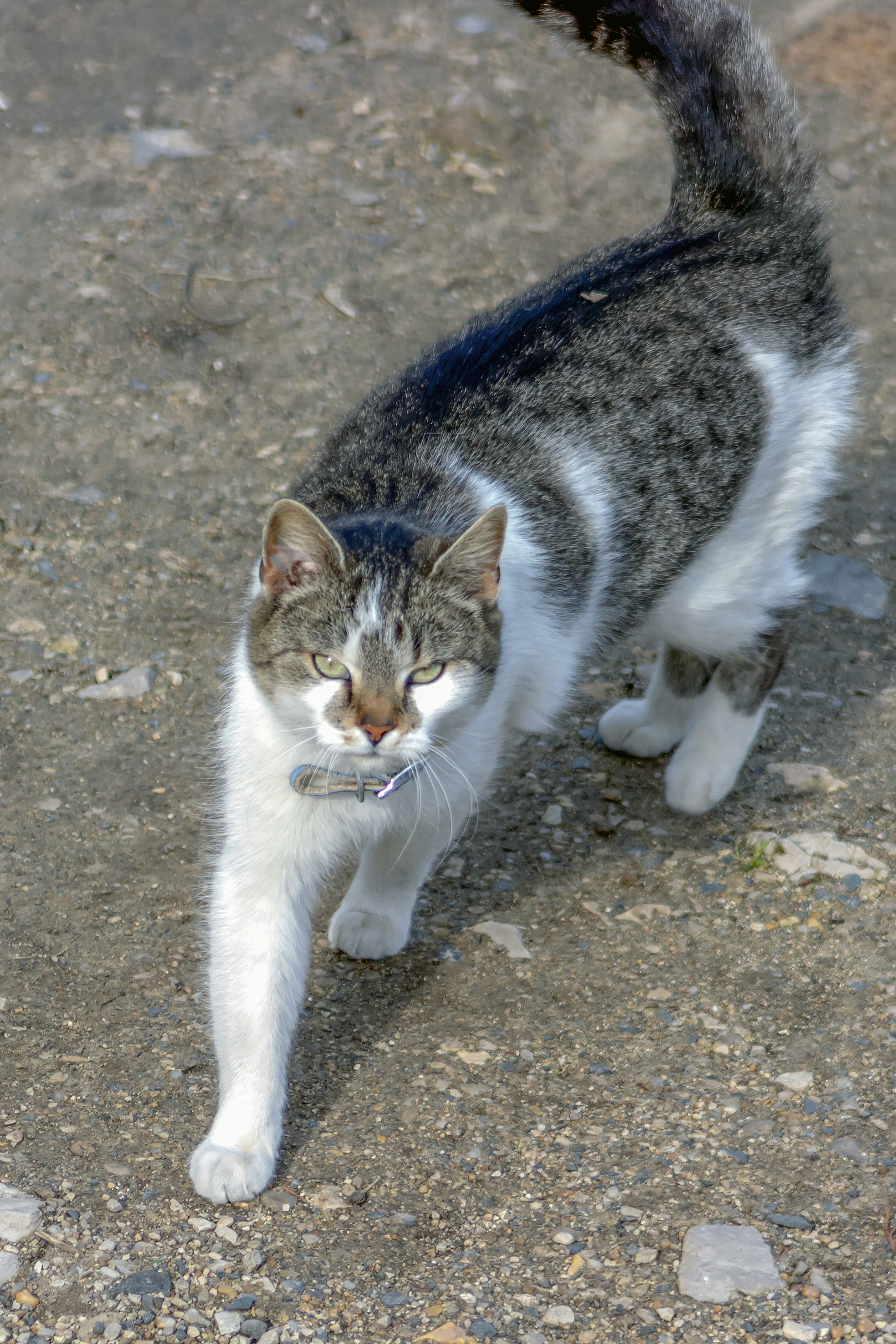 Short or Bobtail Cats: Adapting Body Language (image credits: unsplash)