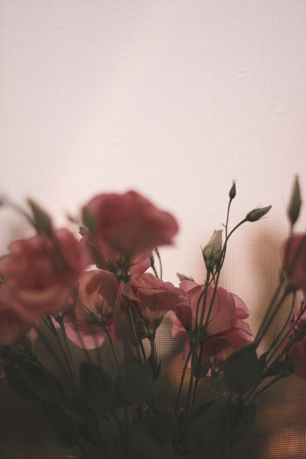 red rose in close up photography