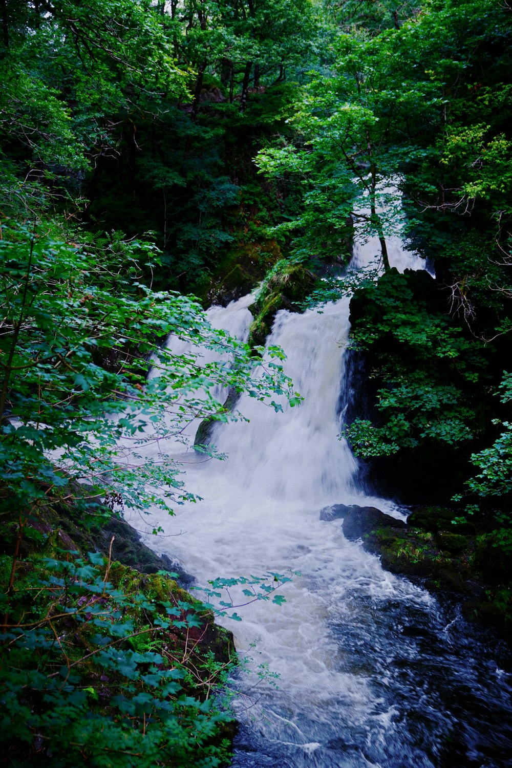 water falls in the middle of green trees