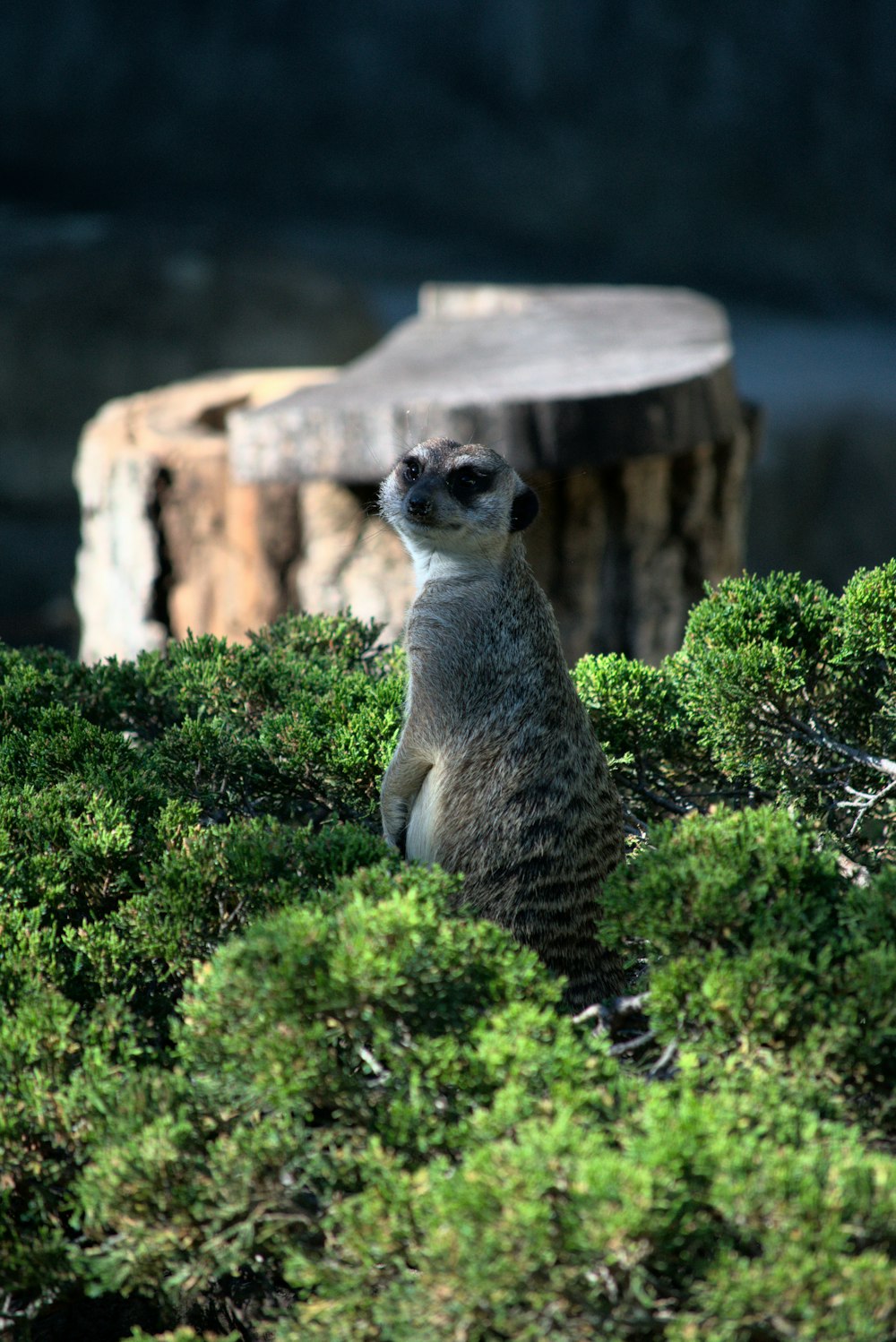 a meerkat sitting in the middle of some bushes