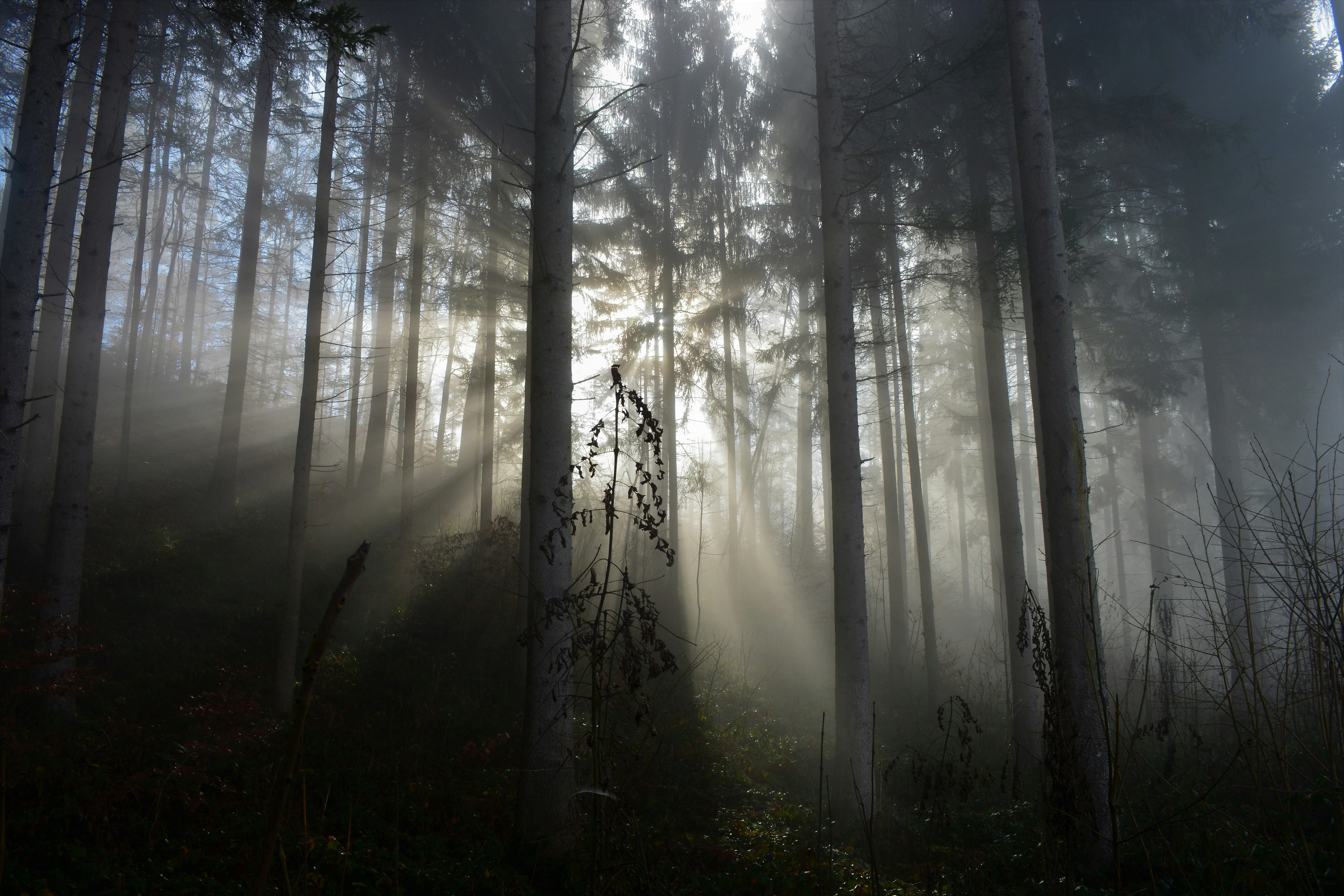 Photo by pedrino5_official