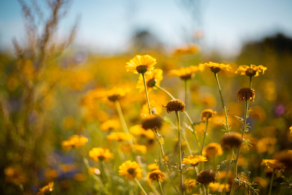 yellow flowers in tilt shift lens