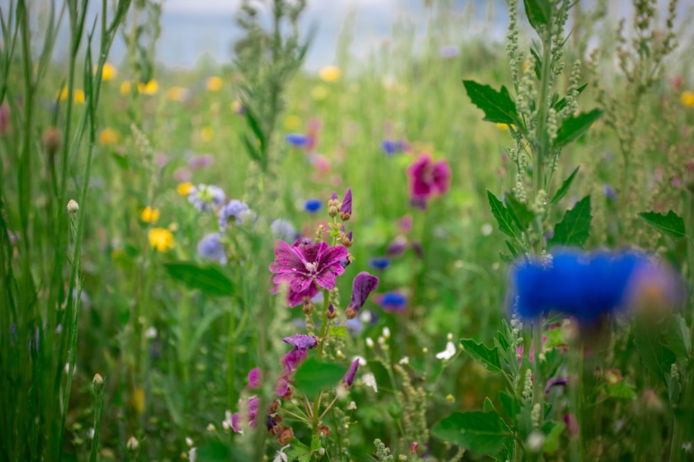 purple flower in the field