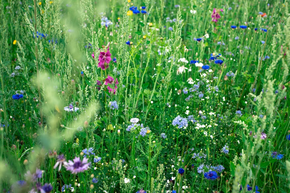 purple flower field during daytime