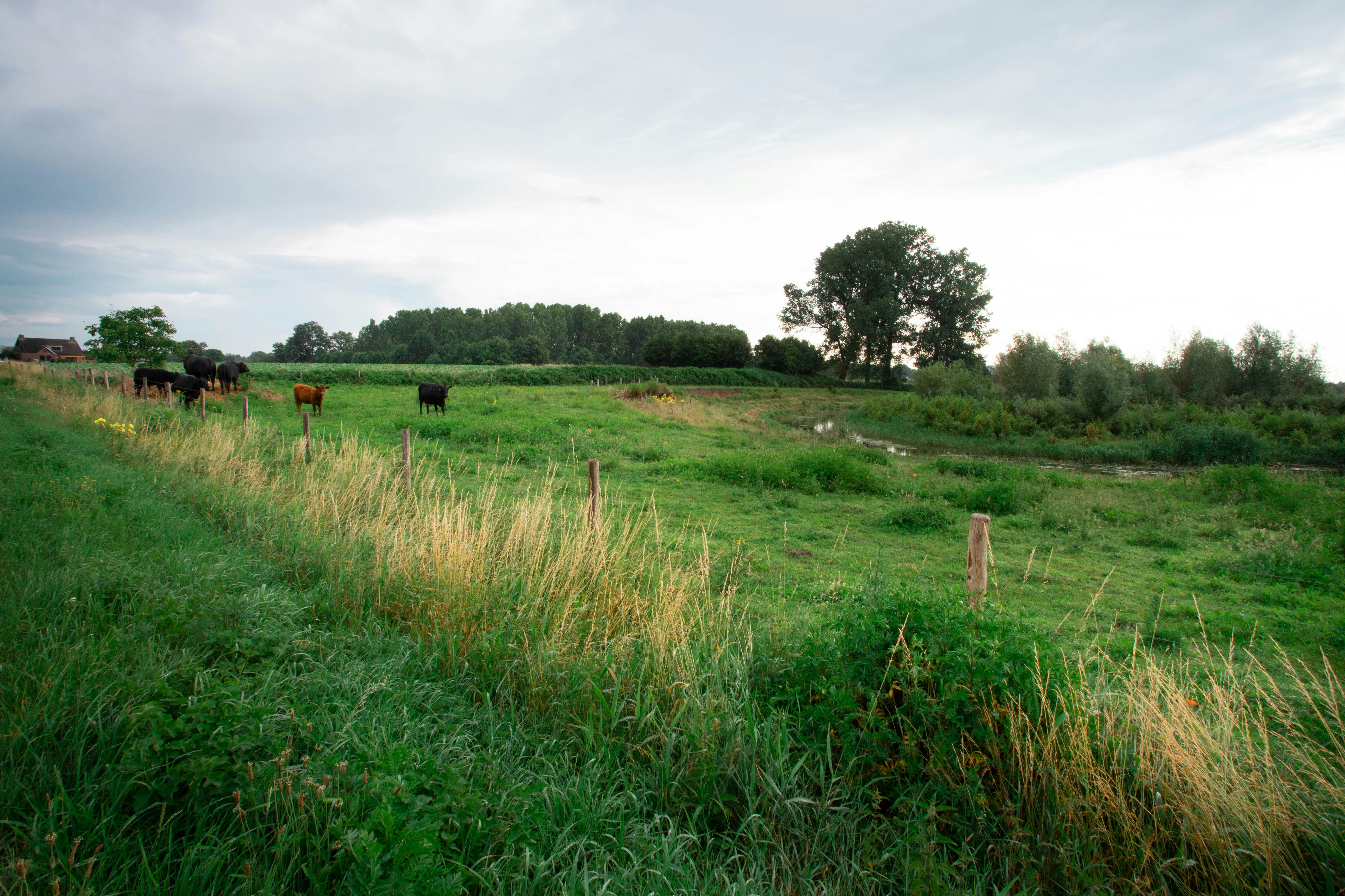 green grass field during daytime