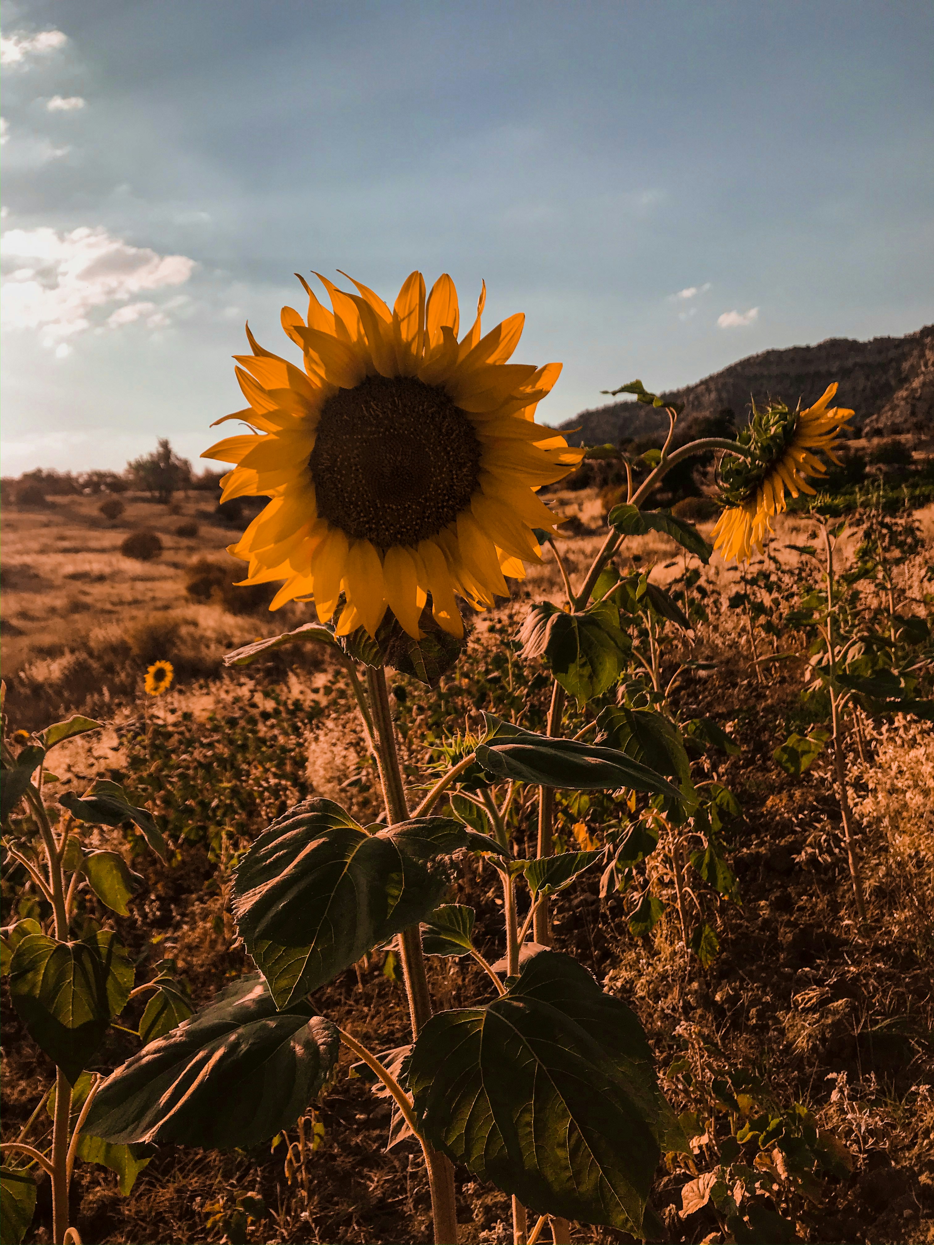 Golden sunflower field in warm afternoon light, bright open sky background