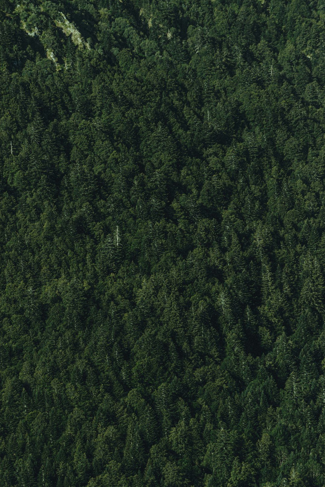 aerial view of green trees during daytime