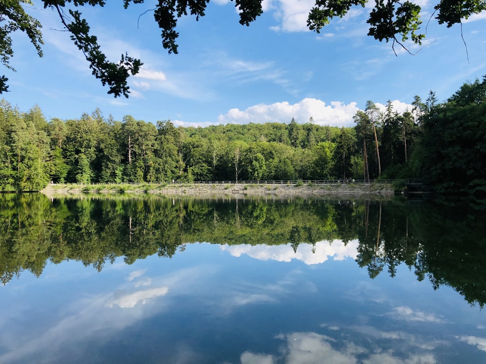 green trees beside lake under blue sky during daytime