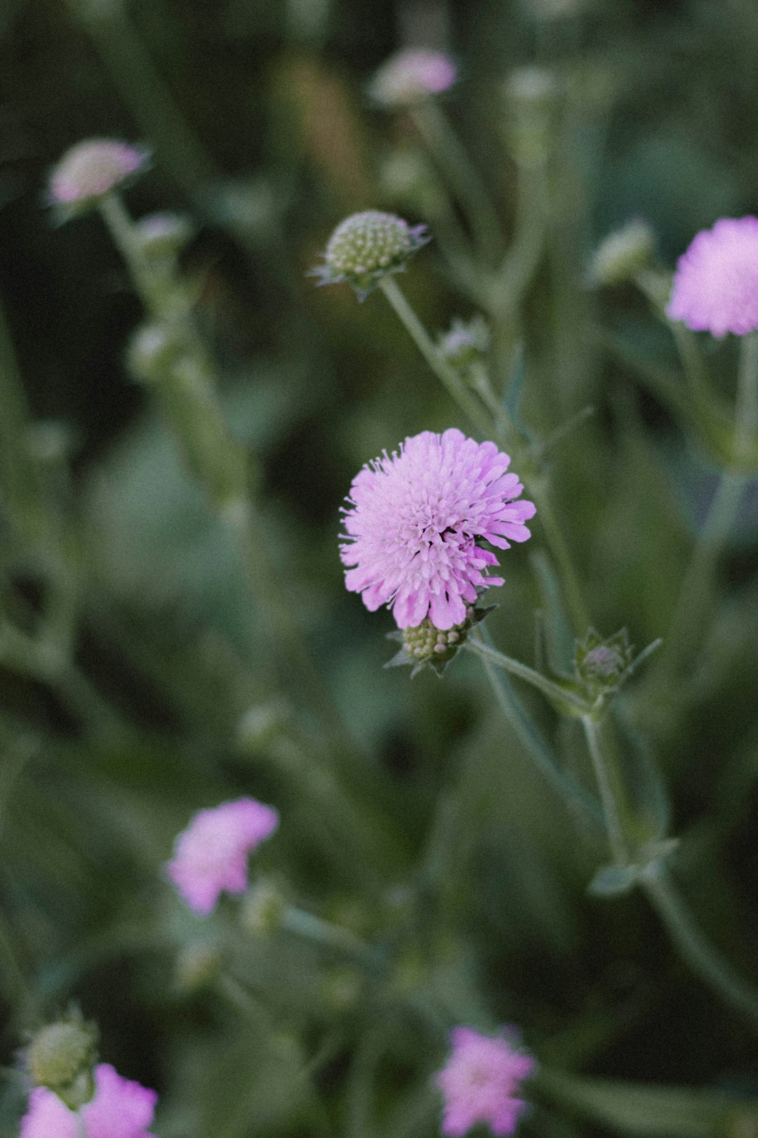 purple flower in tilt shift lens