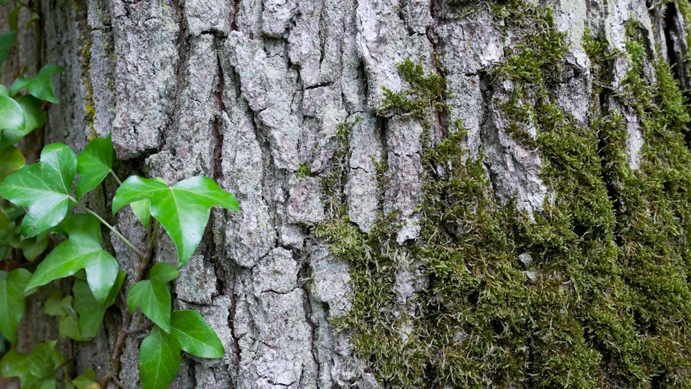 green leaves on brown tree trunk