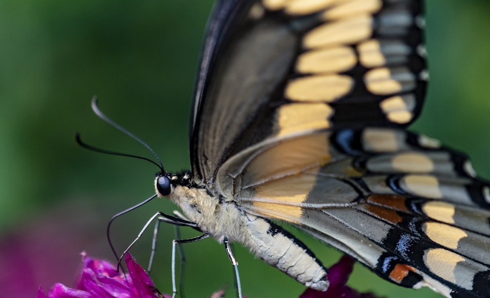 mariposa negra, amarilla y blanca posada en flor rosada