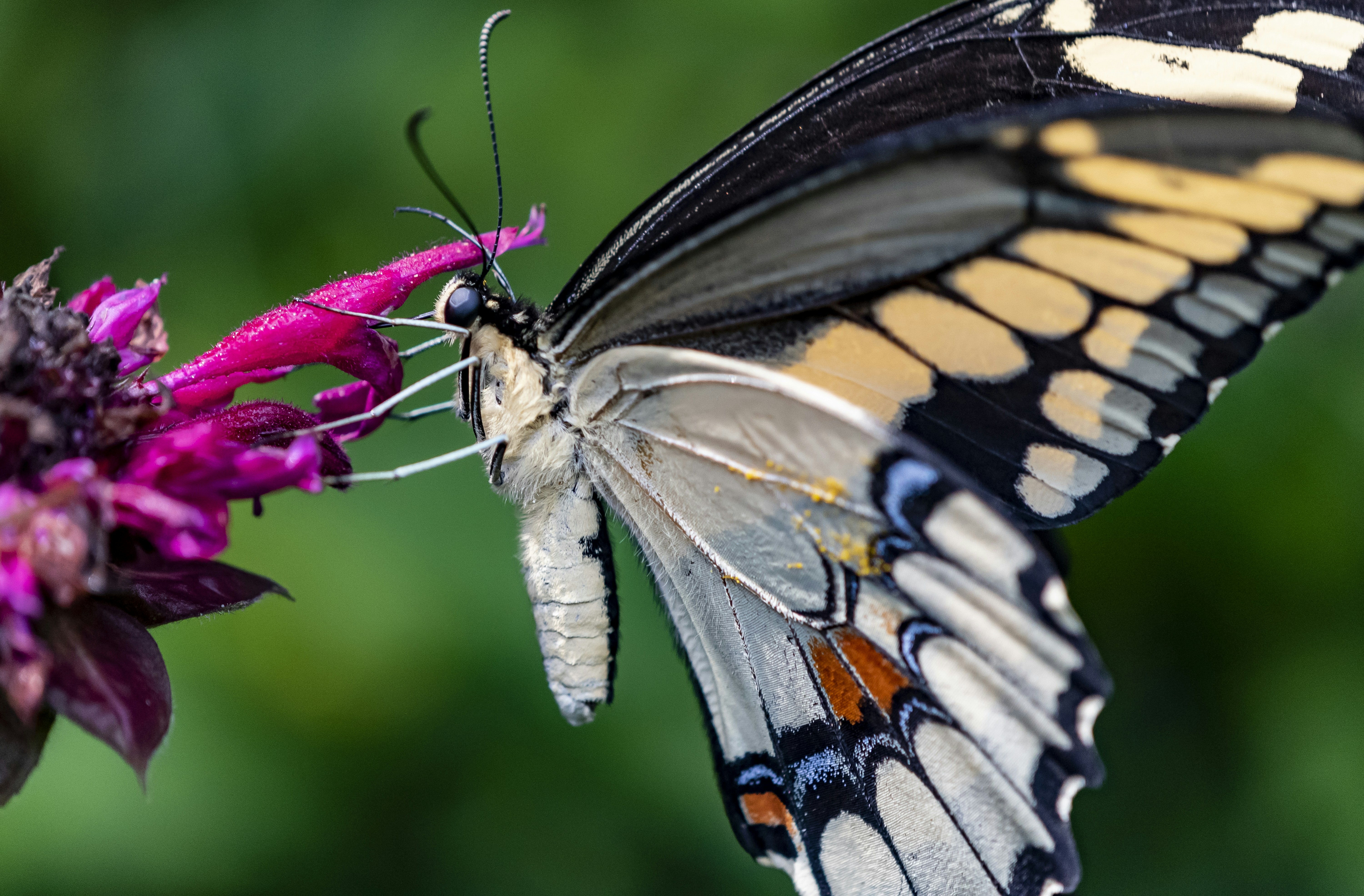 昼間の接写で紫の花にとまる虎アゲハ蝶の写真 Unsplashで見つける無脊椎動物の無料写真
