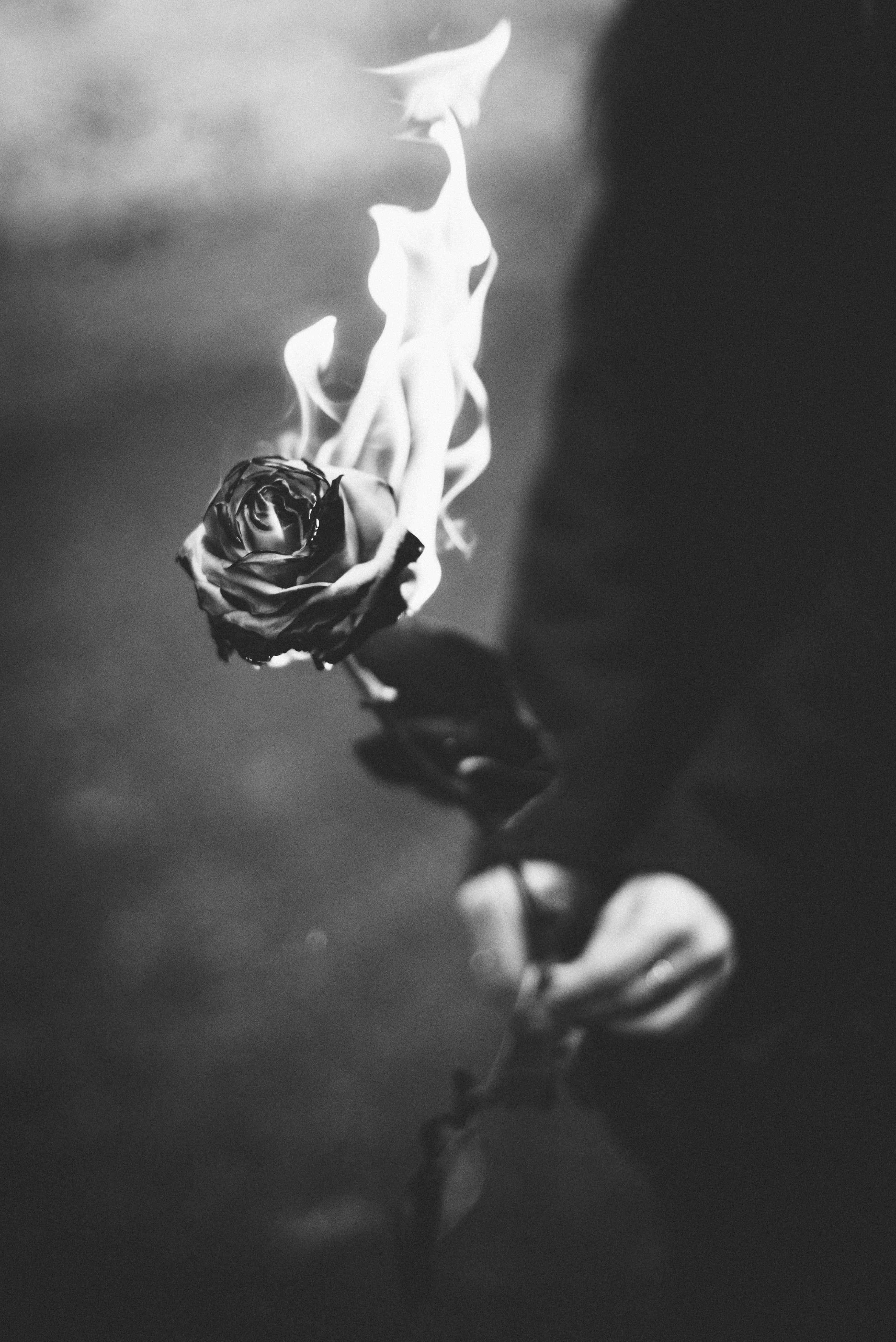 flame of fire blossom diarie