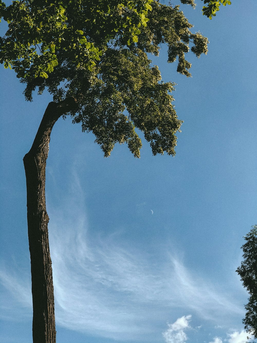green tree under gray sky