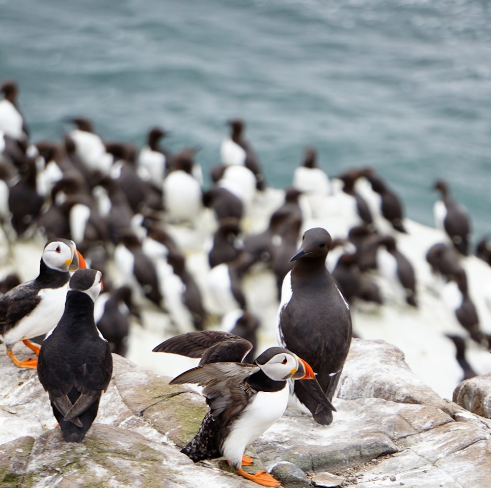 black and white birds on gray rock