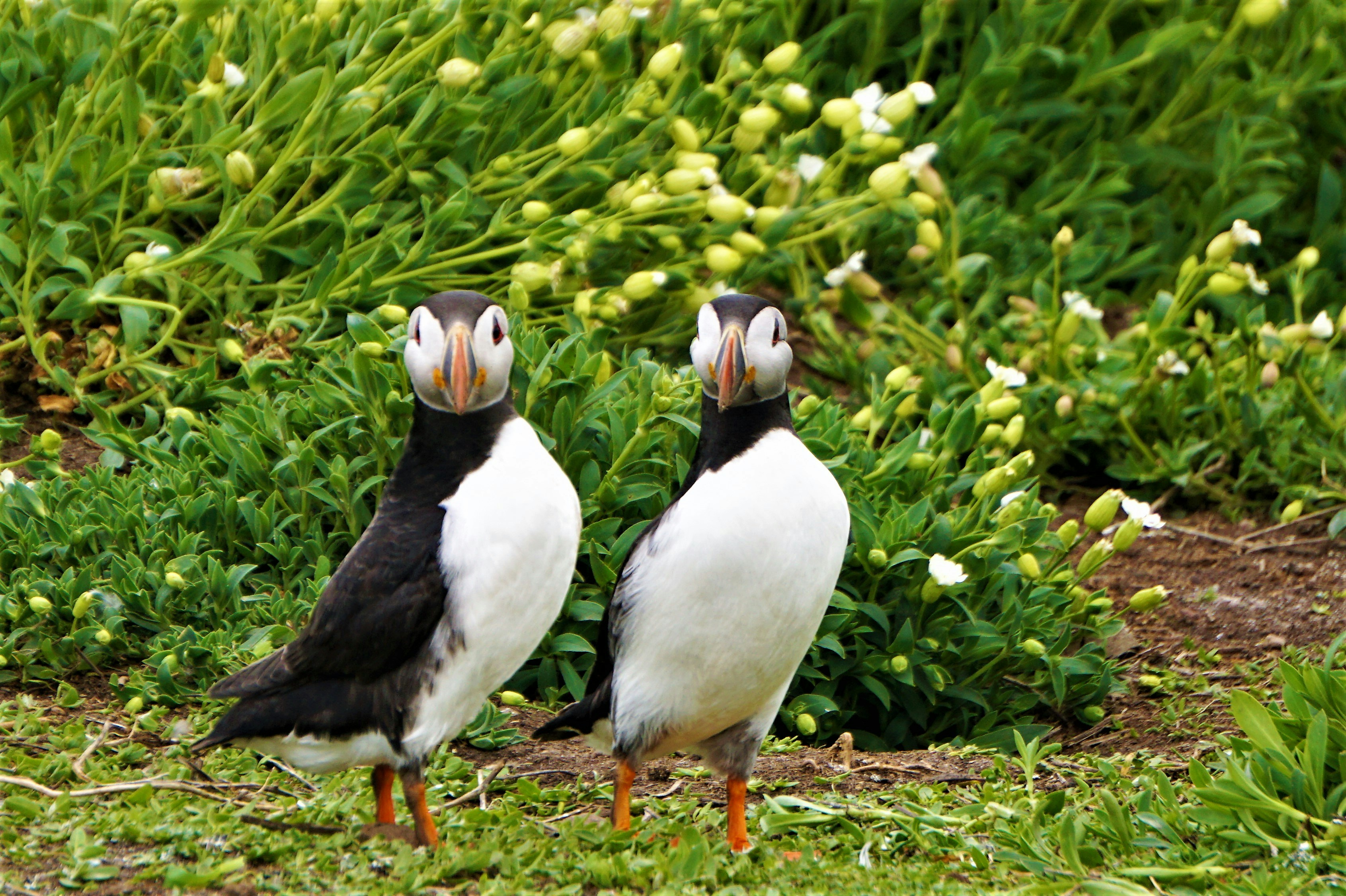 bebek putih dan hitam di rumput hijau di siang hari