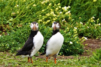 white and black duck on green grass during daytime