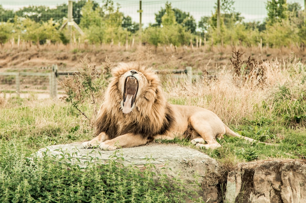 lion lying on gray rock during daytime