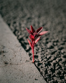 red leaf on gray concrete pavement