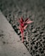 red leaf on gray concrete pavement