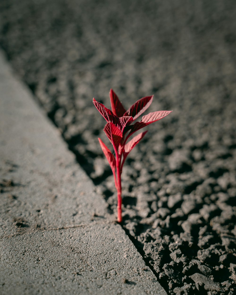 red leaf on gray concrete pavement