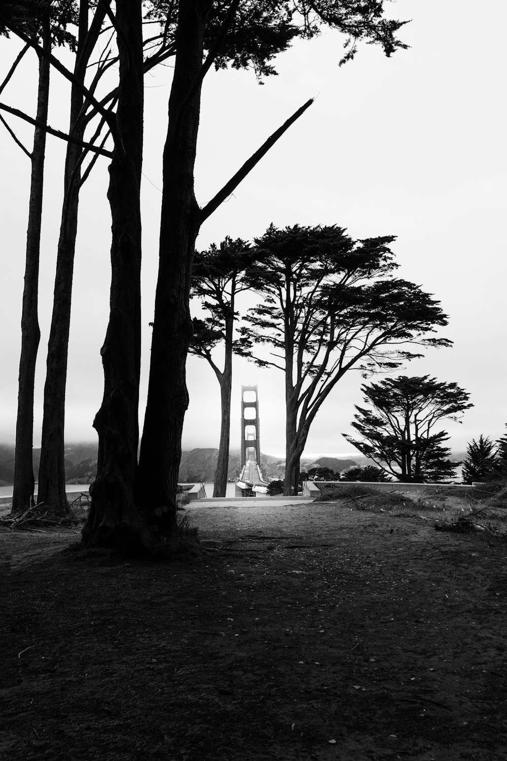 grayscale photo of bare trees