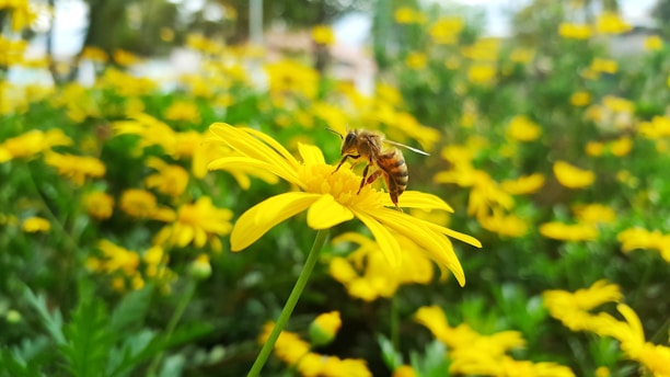jardines de polinizadores en Cali, Popayán, Bogotá y Pasto