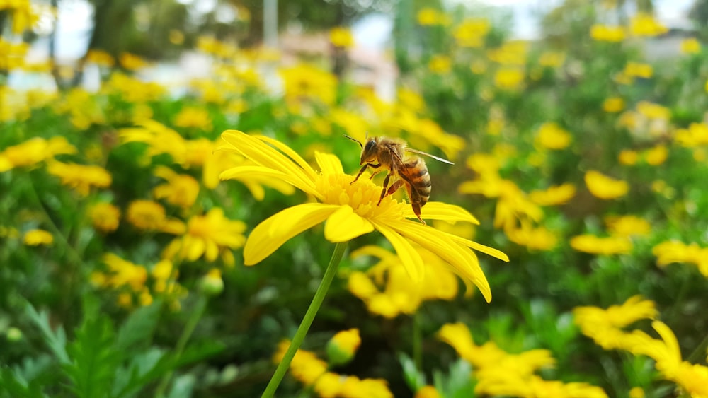 abeille perchée sur une fleur jaune pendant la journée