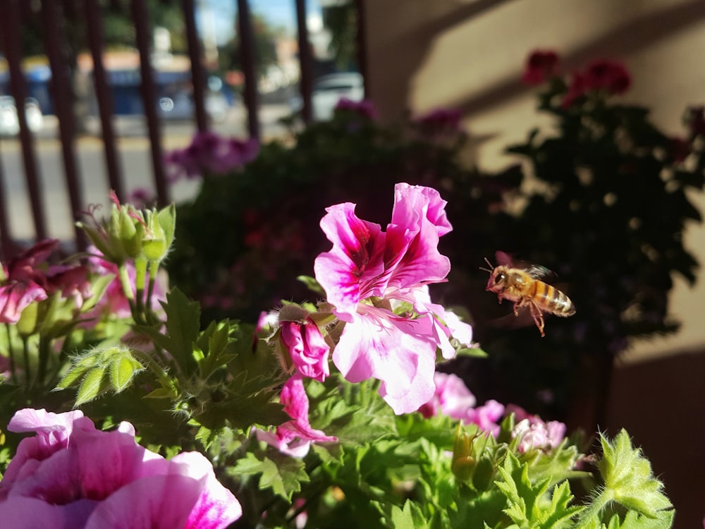 pink flower with green leaves