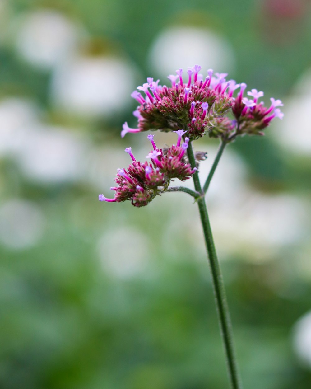 purple flower in tilt shift lens