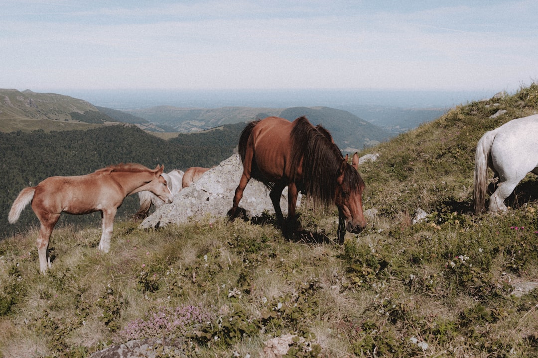 brown and white horses on green grass field during daytime