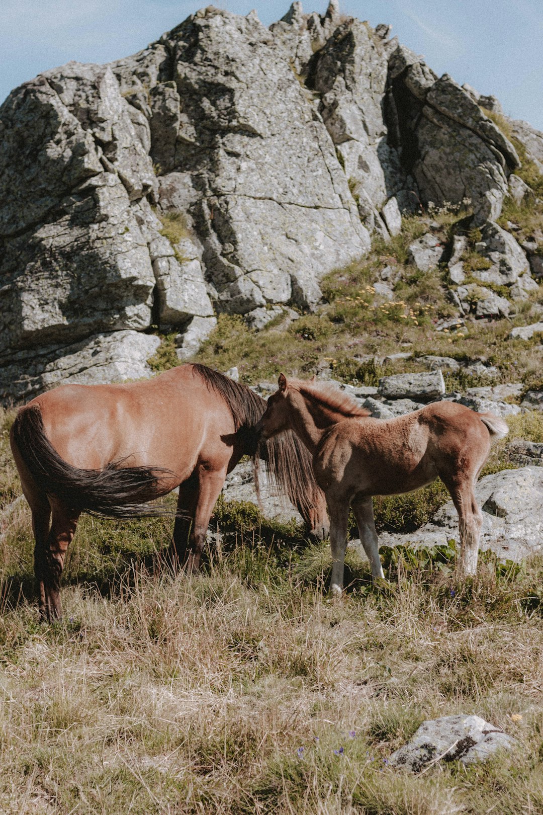 brown horse on green grass field during daytime