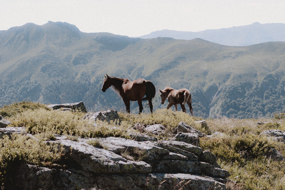 brown horse on rocky mountain during daytime