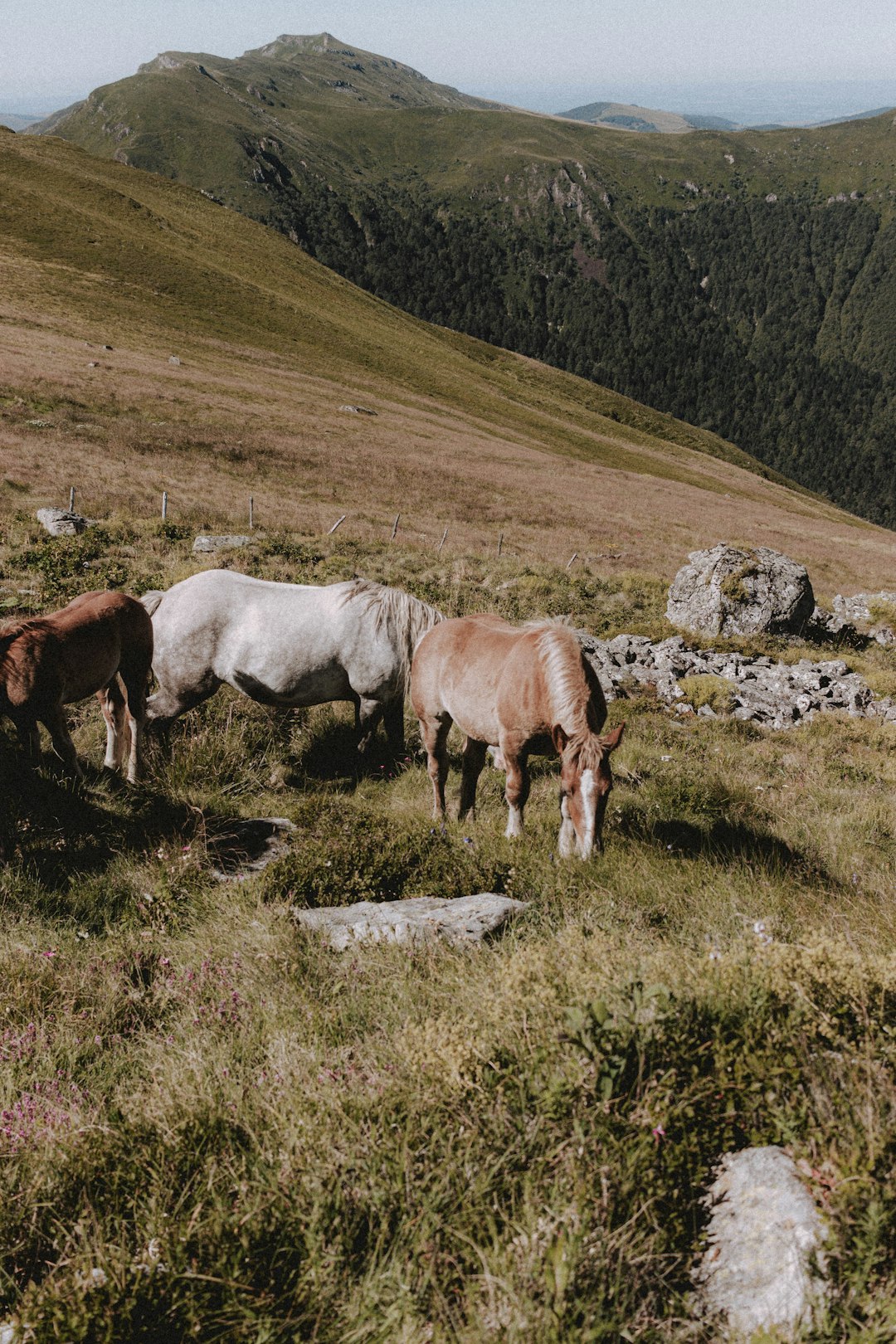 white and brown horses on green grass field during daytime