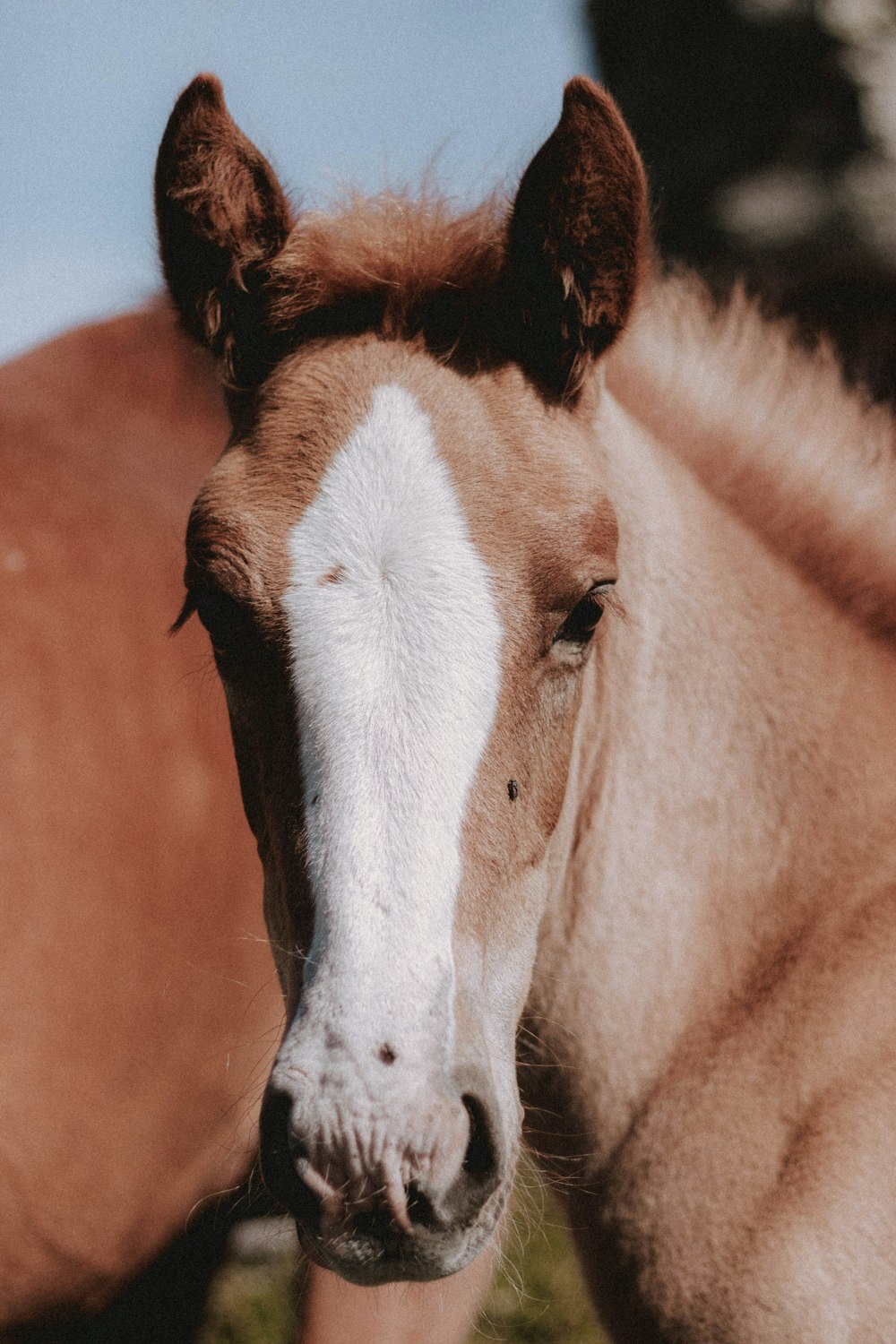 brown and white horse head